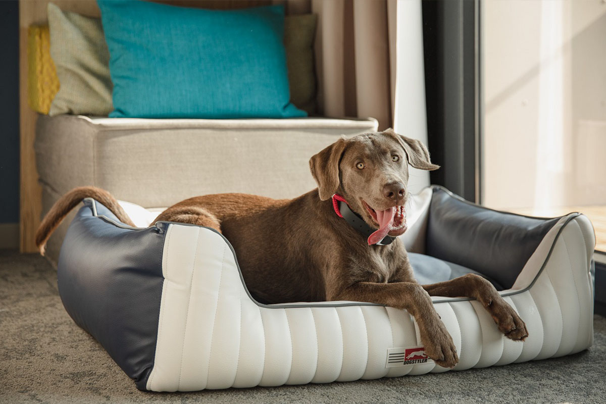 Ein grauer Hund, der vollkommen entspannt in seinem Hundebett liegt im arborea Marina Resort Neustadt.